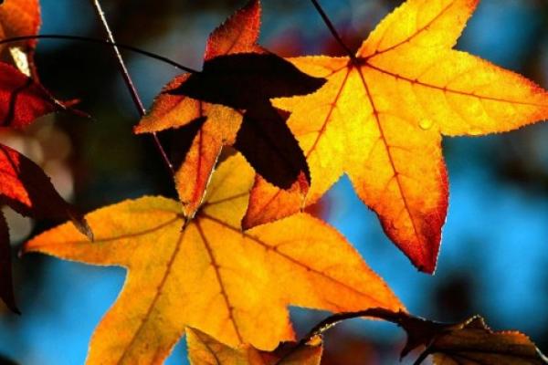 Fall Reception Image of autumn leaves